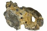 Fossil Mud Lobster (Thalassina) - Australia #109295-1